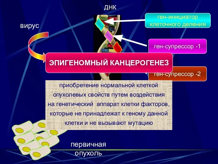 ген-инициатор клеточного деления ген-супрессор -1 ген-супрессор -2 белок инициатор клеточного деления