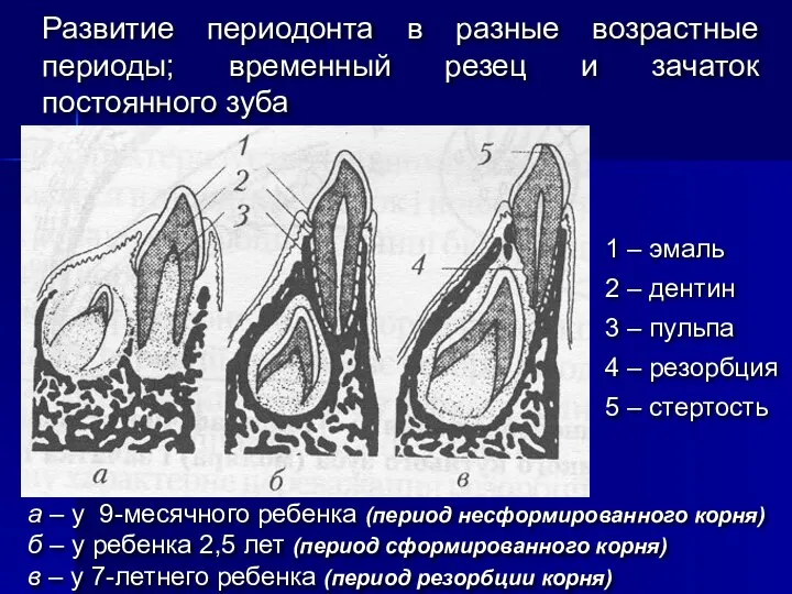 Развитие периодонта в разные возрастные периоды; временный резец и зачаток постоянного