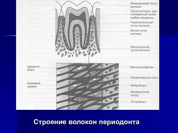 Строение волокон периодонта а