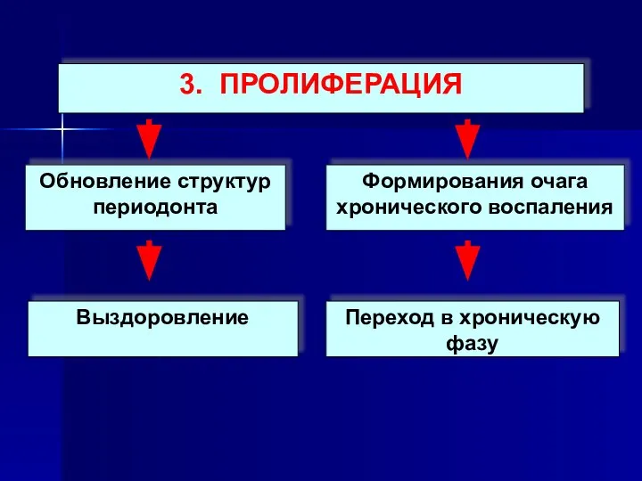 3. ПРОЛИФЕРАЦИЯ Обновление структур периодонта Формирования очага хронического воспаления Выздоровление Переход в хроническую фазу