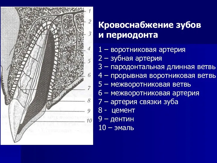 Кровоснабжение зубов и периодонта 1 – воротниковая артерия 2 – зубная