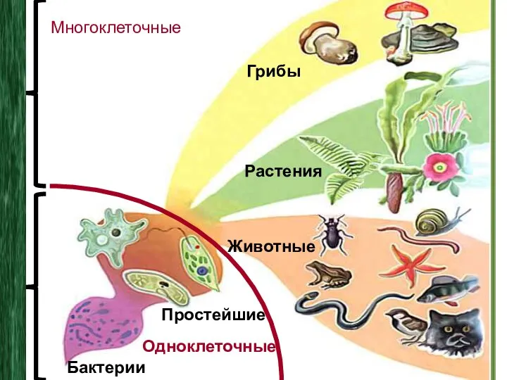 Грибы Бактерии Простейшие Растения Животные Многоклеточные Одноклеточные
