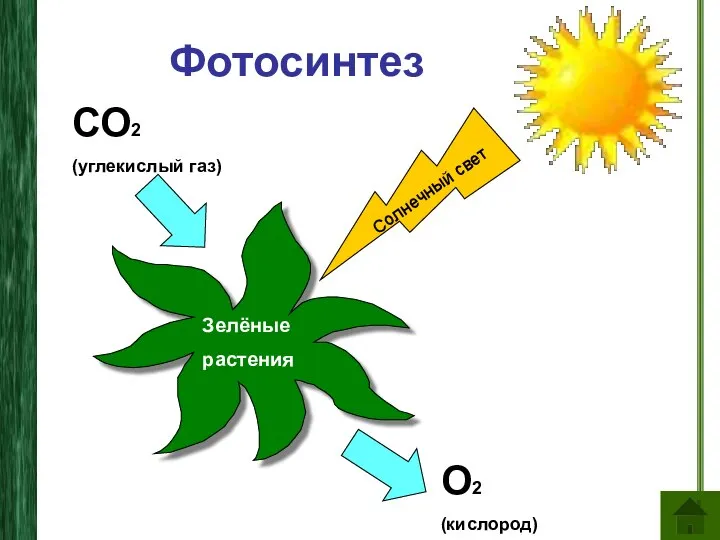 Фотосинтез Зелёные растения