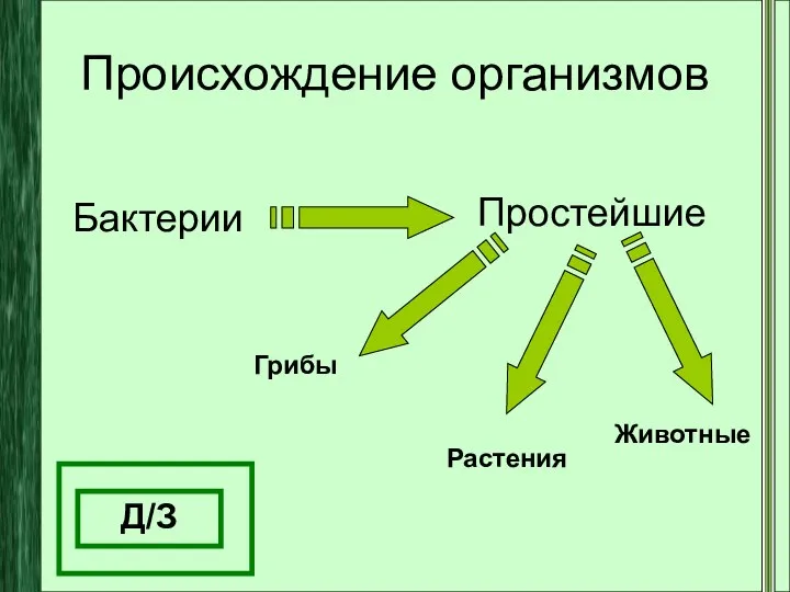 Происхождение организмов Бактерии Простейшие Грибы Растения Животные