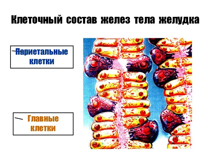 Клеточный состав желез тела желудка Париетальные клетки Главные клетки