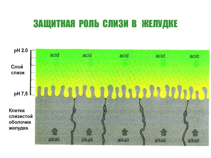 ЗАЩИТНАЯ РОЛЬ СЛИЗИ В ЖЕЛУДКЕ