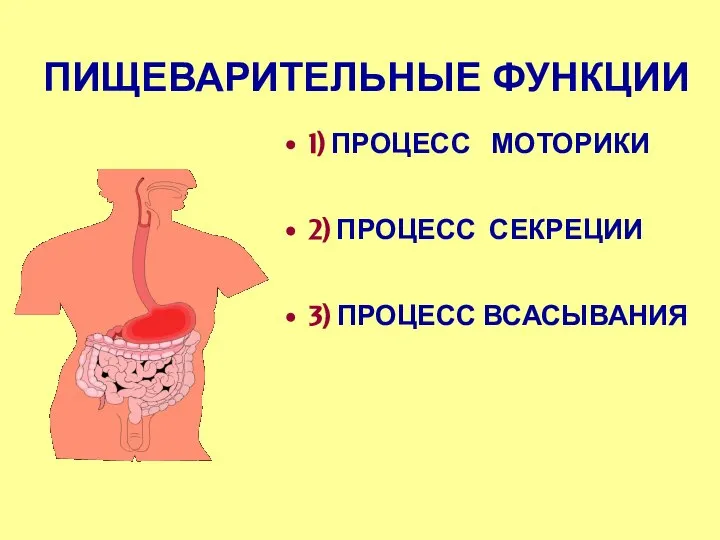 ПИЩЕВАРИТЕЛЬНЫЕ ФУНКЦИИ 1) ПРОЦЕСС МОТОРИКИ 2) ПРОЦЕСС СЕКРЕЦИИ 3) ПРОЦЕСС ВСАСЫВАНИЯ