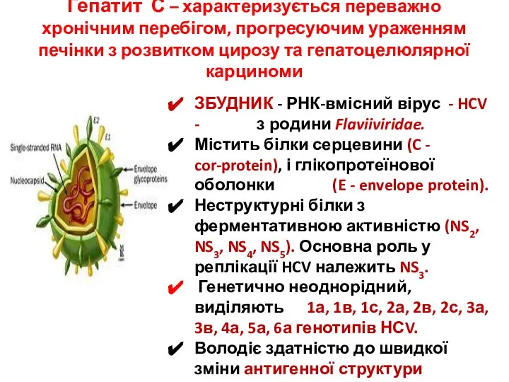 Гепатит С – характеризується переважно хронічним перебігом, прогресуючим ураженням печінки з