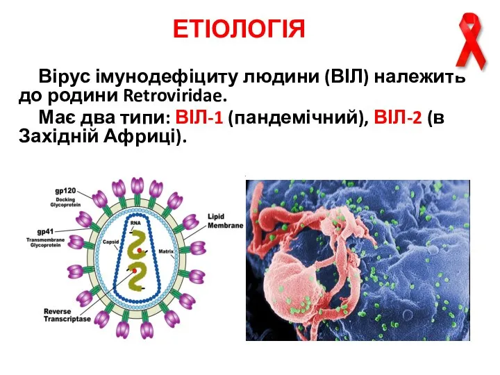 ЕТІОЛОГІЯ Вірус імунодефіциту людини (ВІЛ) належить до родини Retroviridae. Має два
