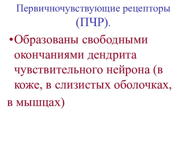 Первичночувствующие рецепторы (ПЧР). Образованы свободными окончаниями дендрита чувствительного нейрона (в коже, в слизистых оболочках, в мышцах)