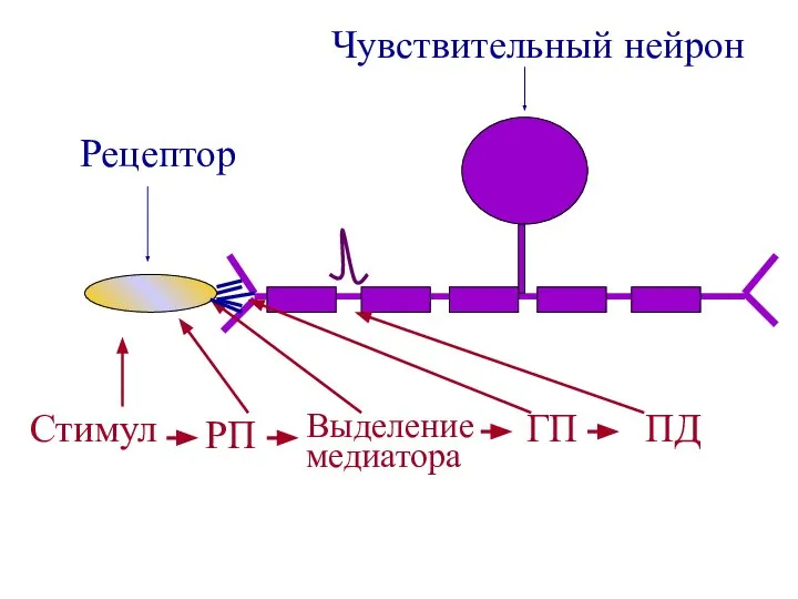 Рецептор Чувствительный нейрон Стимул РП Выделение медиатора ГП ПД