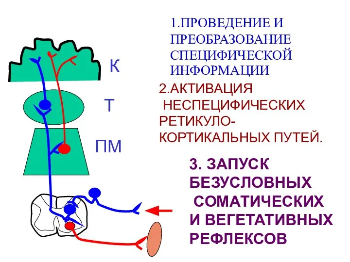 1.ПРОВЕДЕНИЕ И ПРЕОБРАЗОВАНИЕ СПЕЦИФИЧЕСКОЙ ИНФОРМАЦИИ 2.АКТИВАЦИЯ НЕСПЕЦИФИЧЕСКИХ РЕТИКУЛО- КОРТИКАЛЬНЫХ ПУТЕЙ. 3.