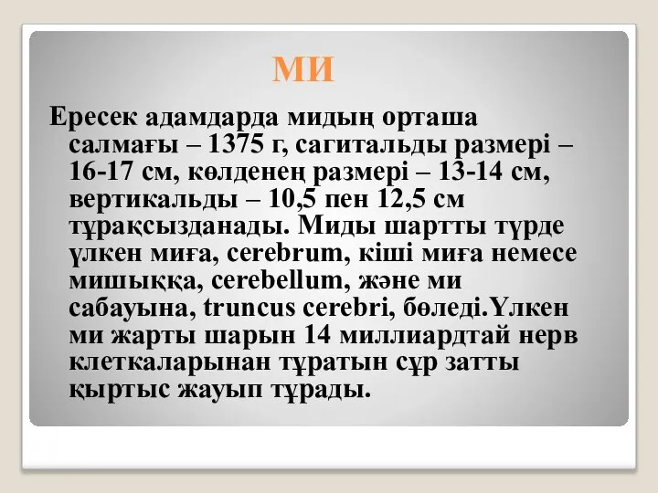 МИ Ересек адамдарда мидың орташа салмағы – 1375 г, сагитальды размері