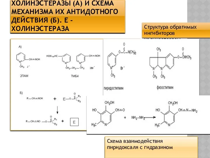 СТРУКТУРА НЕКОТОРЫХ РЕАКТИВАТОРОВ ХОЛИНЭСТЕРАЗЫ (А) И СХЕМА МЕХАНИЗМА ИХ АНТИДОТНОГО ДЕЙСТВИЯ