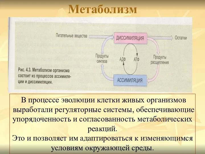 Метаболизм В процессе эволюции клетки живых организмов выработали регуляторные системы, обеспечивающие