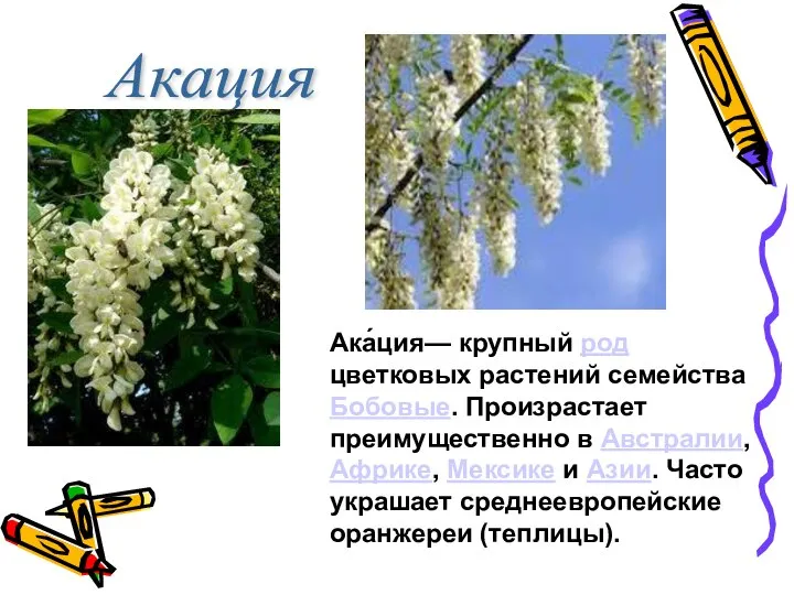 Акация Ака́ция— крупный род цветковых растений семейства Бобовые. Произрастает преимущественно в