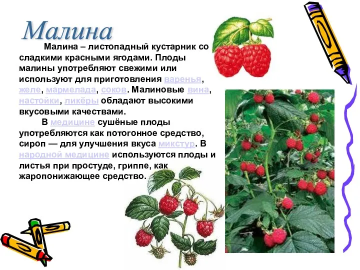 Малина Малина – листопадный кустарник со сладкими красными ягодами. Плоды малины