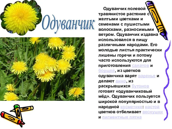Одуванчик Одуванчик полевой – травянистое растение с желтыми цветками и семенами