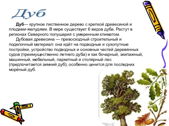 Дуб Дуб— крупное лиственное дерево с крепкой древесиной и плодами-желудями. В