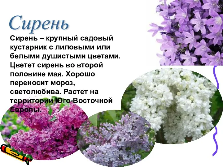 Сирень Сирень – крупный садовый кустарник с лиловыми или белыми душистыми