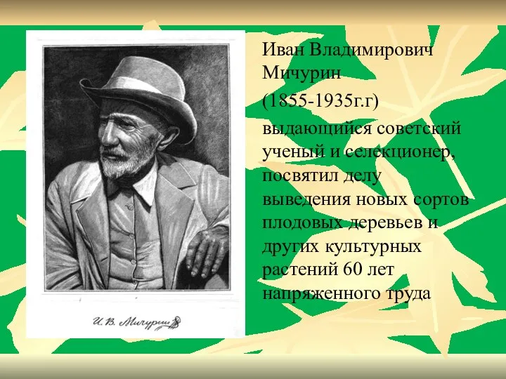 Иван Владимирович Мичурин (1855-1935г.г) выдающийся советский ученый и селекционер, посвятил делу