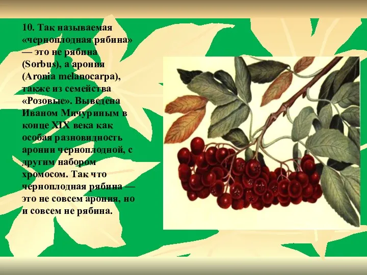 10. Так называемая «черноплодная рябина» — это не рябина (Sorbus), а