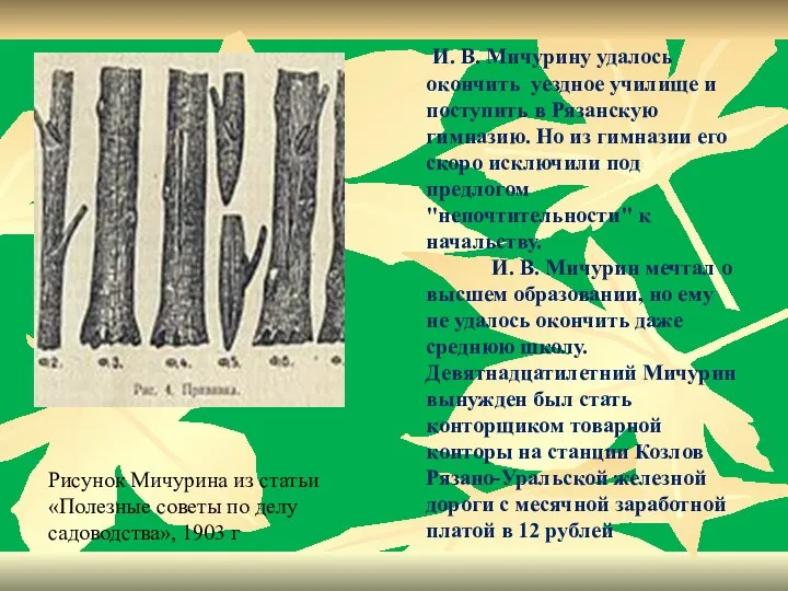 Рисунок Мичурина из статьи «Полезные советы по делу садоводства», 1903 г