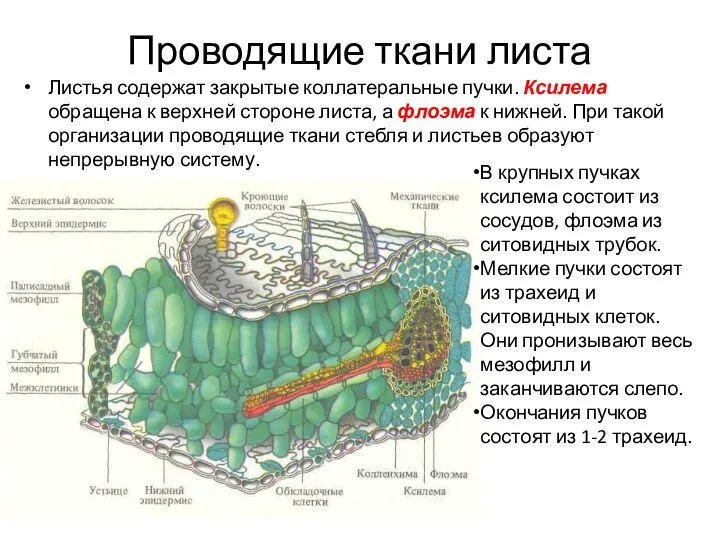 Проводящие ткани листа Листья содержат закрытые коллатеральные пучки. Ксилема обращена к