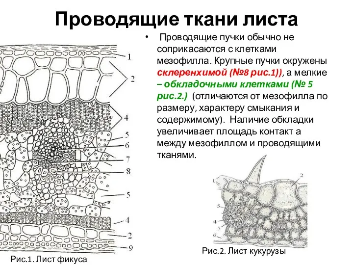 Проводящие ткани листа Проводящие пучки обычно не соприкасаются с клетками мезофилла.