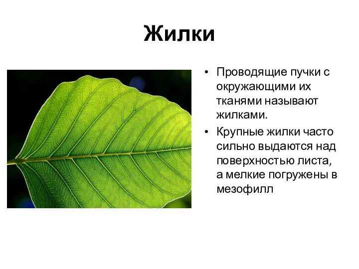 Жилки Проводящие пучки с окружающими их тканями называют жилками. Крупные жилки