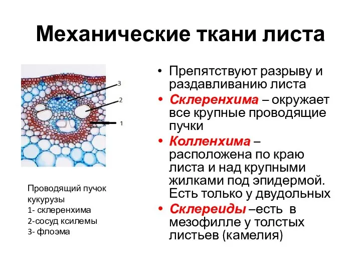 Механические ткани листа Препятствуют разрыву и раздавливанию листа Склеренхима – окружает