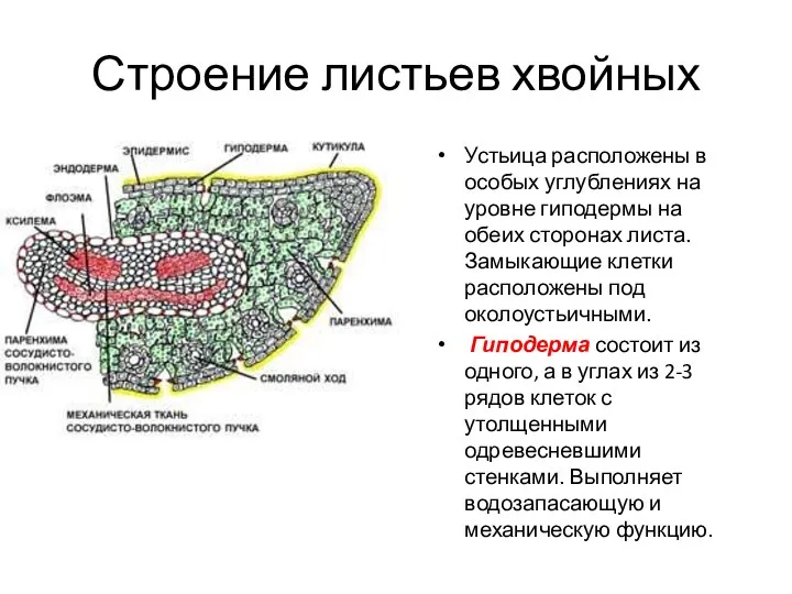 Строение листьев хвойных Устьица расположены в особых углублениях на уровне гиподермы