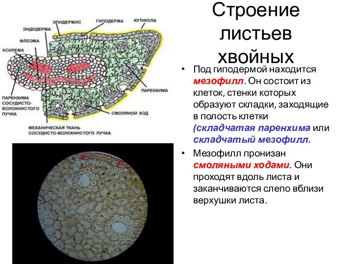 Строение листьев хвойных Под гиподермой находится мезофилл. Он состоит из клеток,