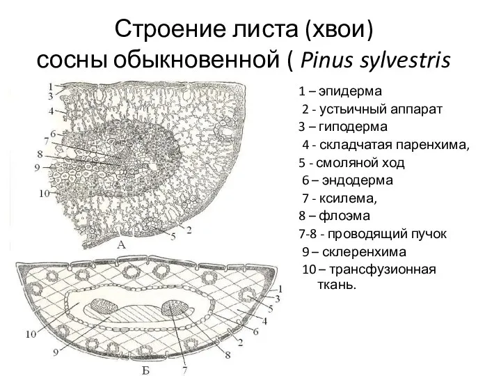 1 – эпидерма 2 - устьичный аппарат 3 – гиподерма 4