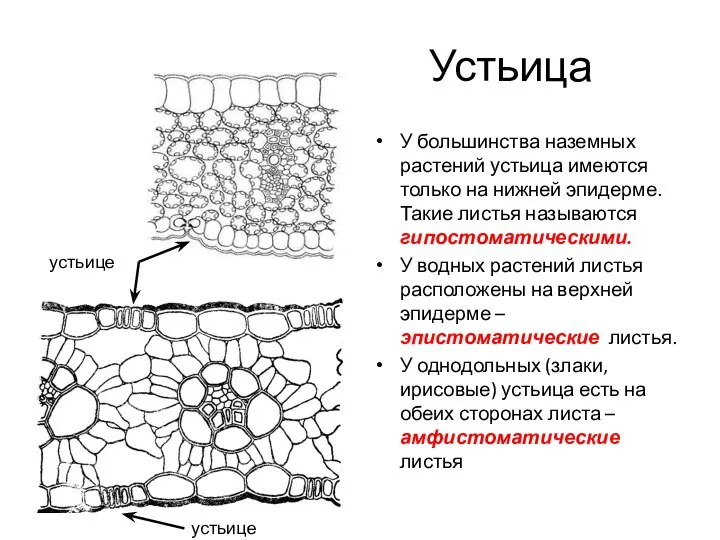 Устьица У большинства наземных растений устьица имеются только на нижней эпидерме.