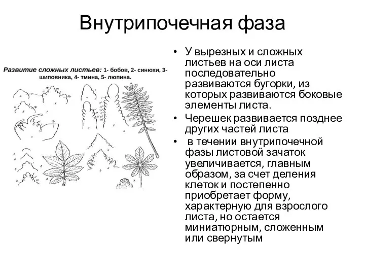 Внутрипочечная фаза У вырезных и сложных листьев на оси листа последовательно