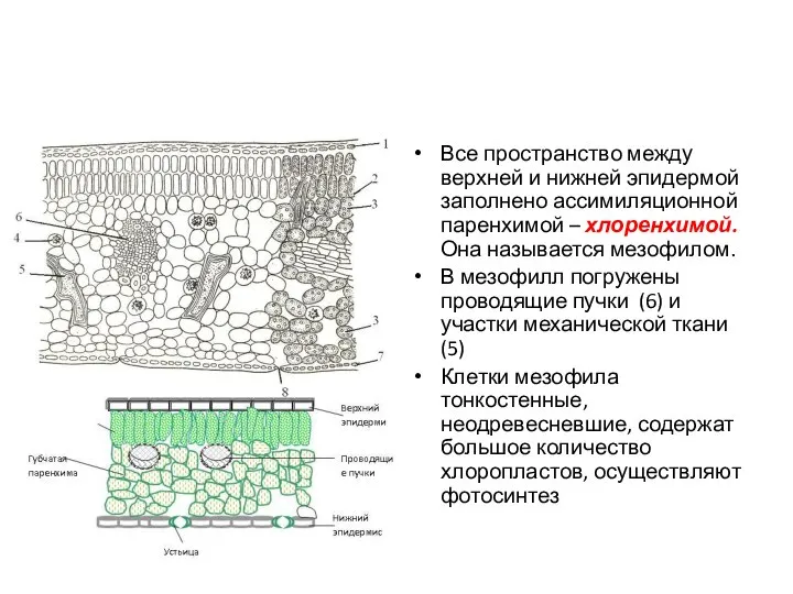 Все пространство между верхней и нижней эпидермой заполнено ассимиляционной паренхимой –