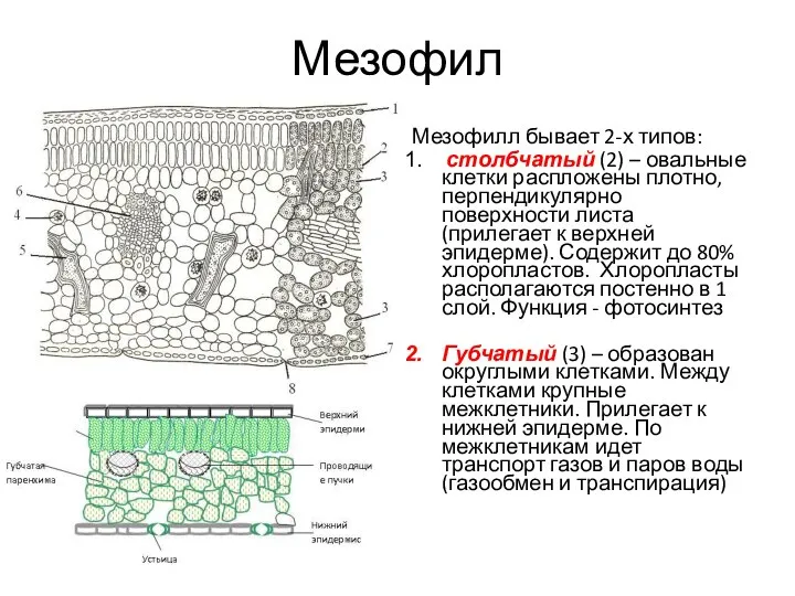 Мезофил Мезофилл бывает 2-х типов: столбчатый (2) – овальные клетки распложены