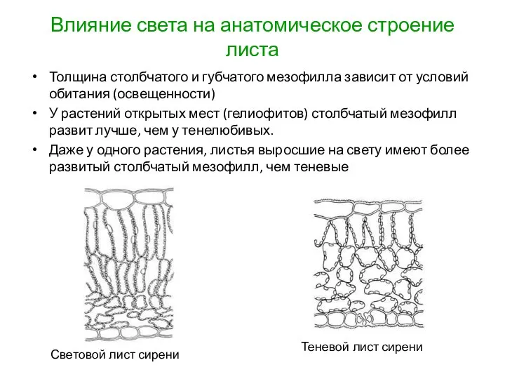 Влияние света на анатомическое строение листа Толщина столбчатого и губчатого мезофилла
