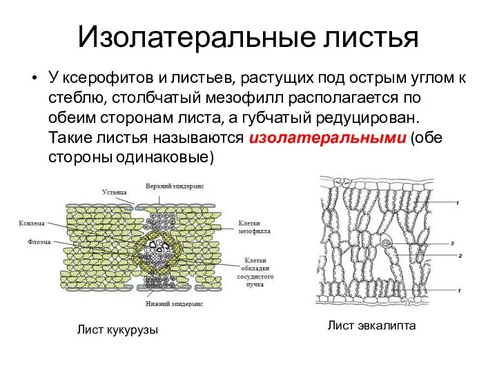 Изолатеральные листья У ксерофитов и листьев, растущих под острым углом к