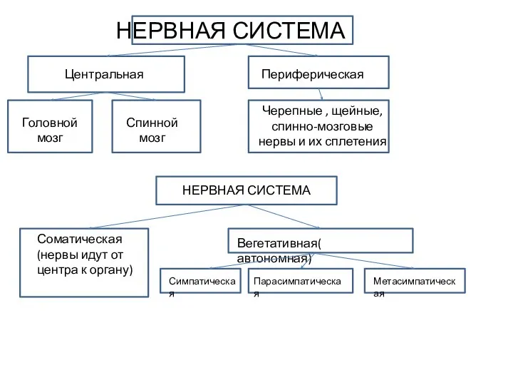 НЕРВНАЯ СИСТЕМА Центральная Периферическая Головной мозг Спинной мозг Черепные , щейные,