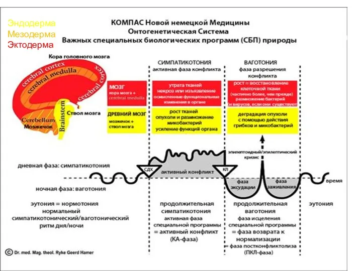 Эндодерма Мезодерма Эктодерма