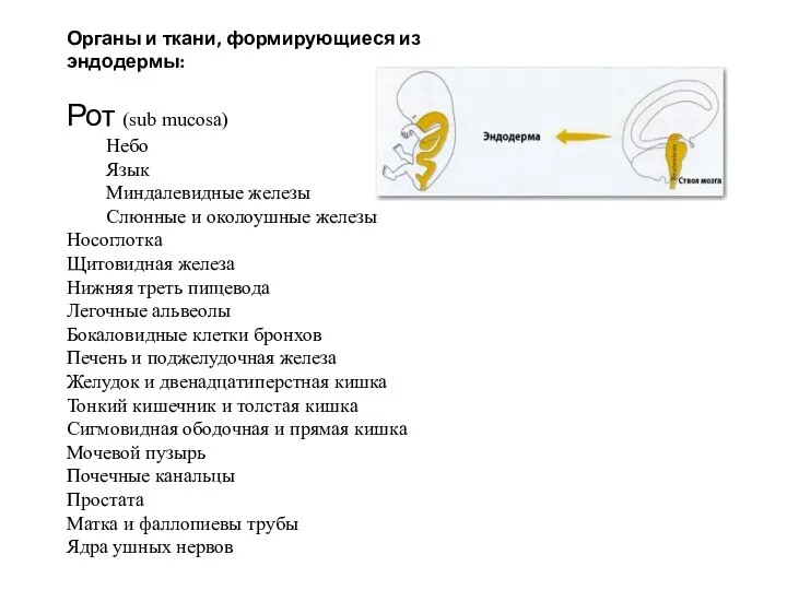 Органы и ткани, формирующиеся из эндодермы: Рот (sub mucosa) Небо Язык