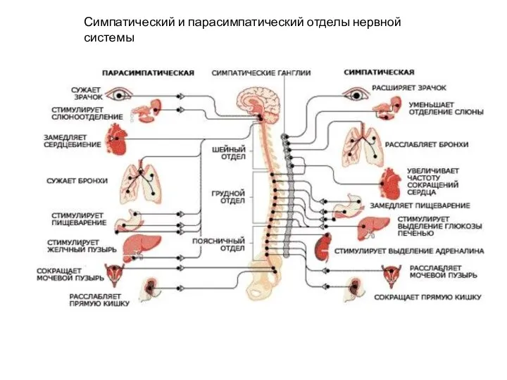 Симпатический и парасимпатический отделы нервной системы