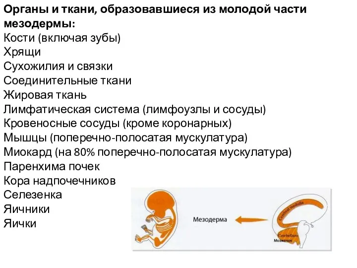 Органы и ткани, образовавшиеся из молодой части мезодермы: Кости (включая зубы)