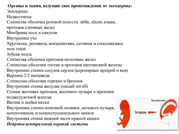 Органы и ткани, ведущие свое происхождение от эктодермы: Эпидермис Надкостница Слизистая