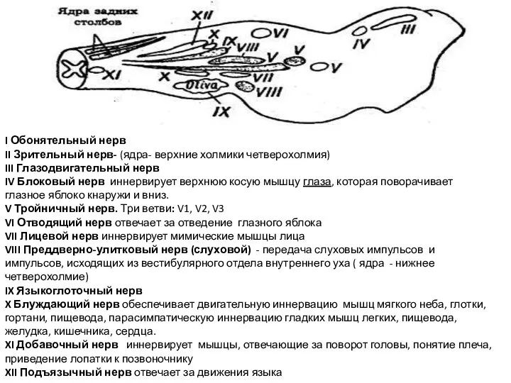 I Обонятельный нерв II Зрительный нерв- (ядра- верхние холмики четверохолмия) III