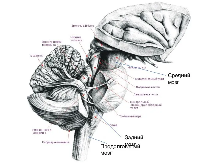 Средний мозг Задний мозг Продолговатый мозг