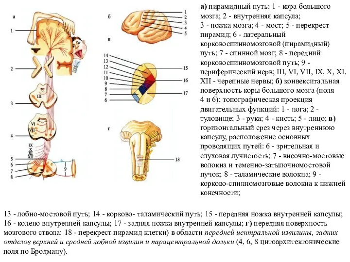 а) пирамидный путь: 1 - кора большого мозга; 2 - внутренняя