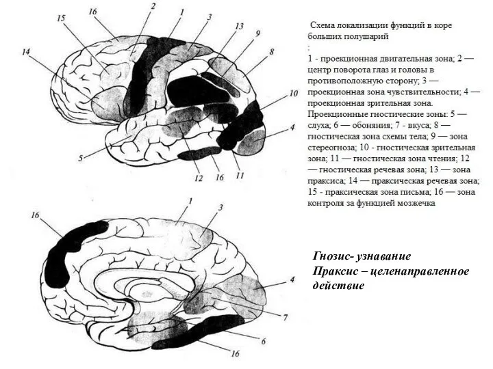 Гнозис- узнавание Праксис – целенаправленное действие